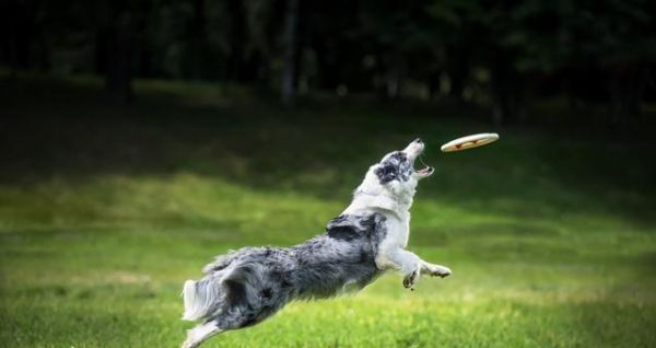 训练狗狗站立的步骤与技巧（用科学方法教会你的宠物狗站立，）
