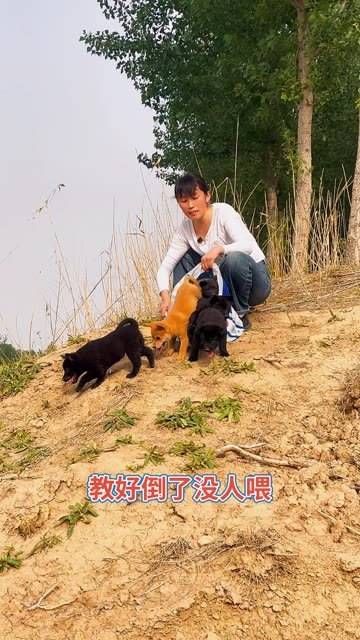 宠物狗训练 犬类技巧 行为矫正