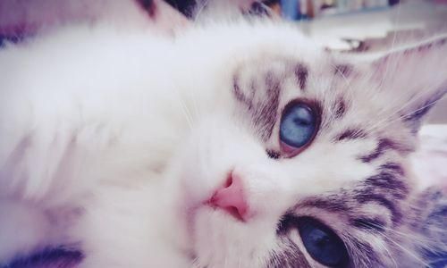 急救小猫出血，你需要知道的15个步骤（宠物伤口出血时如何进行急救）