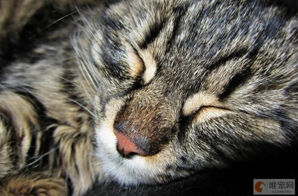 猫死了该怎么处理 有什么忌讳