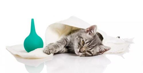 宠物伤口处理：猫咪嘴边破口急救指南