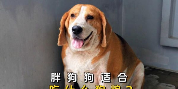 狗狗不小心吃了干燥剂，该如何处理？（干燥剂对狗狗的危害及急救方法）