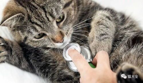 宠物急救：小猫救护指南