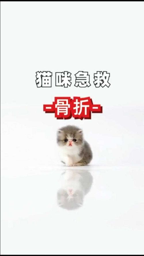 宠物急救：猫咪脖子骨折处理指南