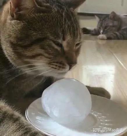 猫咪出血处理指南：15步急救攻略