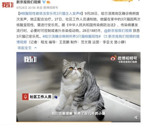 宠物猫溺水死亡，科学处理是关键。
