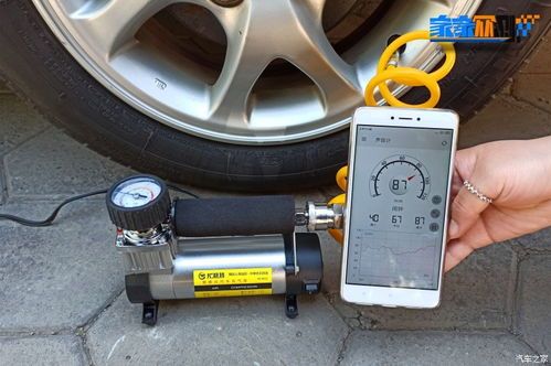 宠物猫溺水死亡，科学处理是关键。