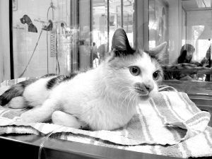 猫咪咬伤急救处理指南