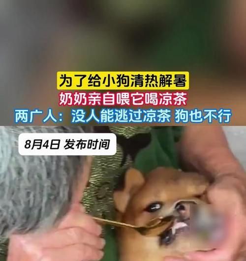如何科学喂养以西摩犬（营养均衡，健康快乐；以西摩犬喂养指南）