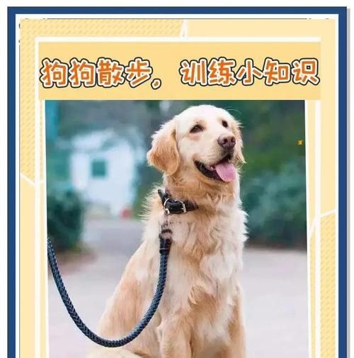 如何科学喂养以西摩犬（营养均衡，健康快乐；以西摩犬喂养指南）