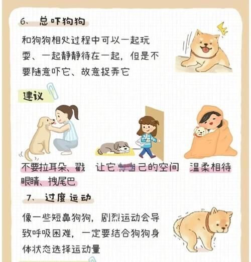 如何科学喂养以西摩犬（营养均衡，健康快乐；以西摩犬喂养指南）
