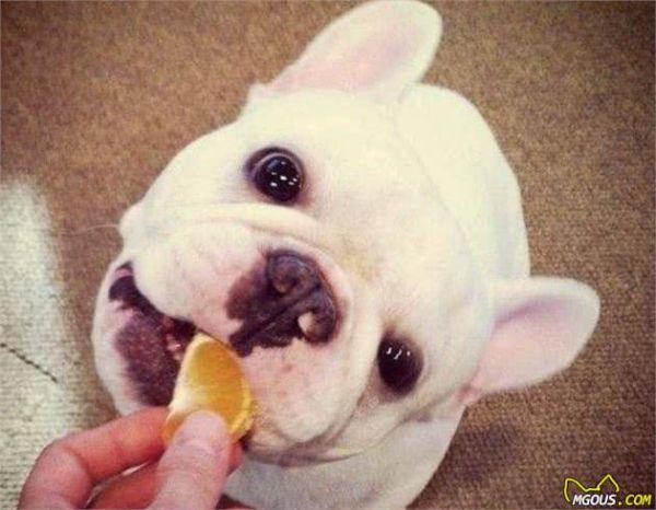 狗狗能吃的蔬菜和水果!以及哪些食物宠物狗不能吃排行榜