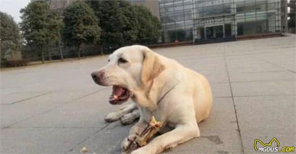 狗狗能吃的蔬菜和水果!以及哪些食物宠物狗不能吃排行榜