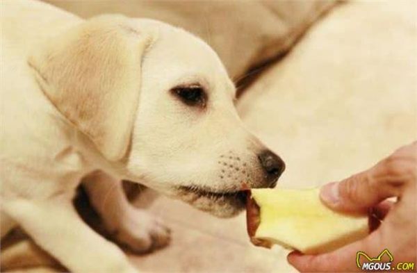 狗狗能吃的蔬菜和水果！以及哪些食物宠物狗不能吃排行榜
