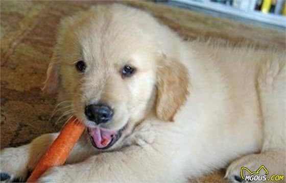 狗狗能吃的蔬菜和水果!以及哪些食物宠物狗不能吃排行榜