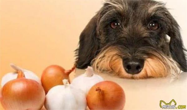 狗狗能吃的蔬菜和水果!以及哪些食物宠物狗不能吃排行榜
