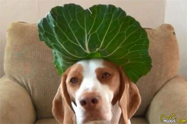 狗狗能吃的蔬菜和水果!以及哪些食物宠物狗不能吃排行榜