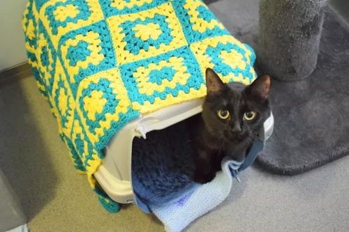 新生猫咪急救指南