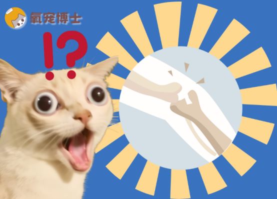 猫腿骨折了怎么办？