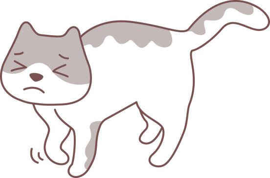 猫腿骨折了