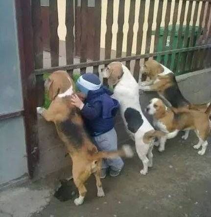 宠物脸破皮急救处理