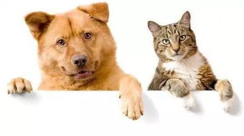 宠物中暑，波斯猫急救指南