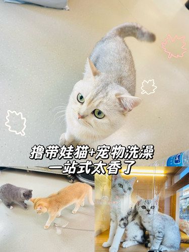 高碑店带娃撸猫+宠物洗澡太香了