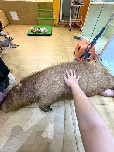 三里屯这家撸宠好满足[色]一次性撸好多种萌宠！