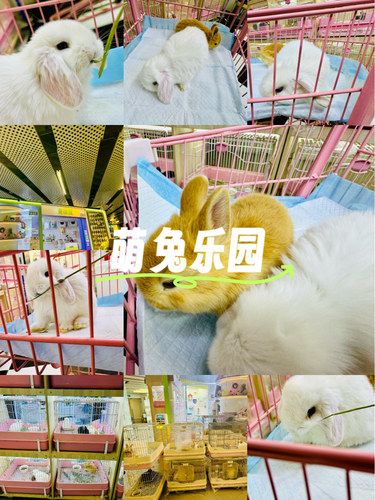 【兔小当宠物兔研所】