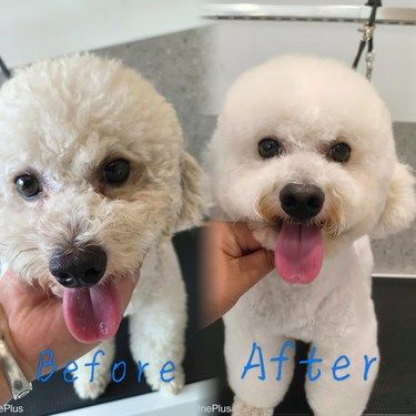 狗狗的快乐，我的快乐