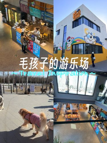 哇！谁家狗狗还不知道应该去哪交朋友？