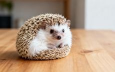 宠物刺猬品种:非洲迷你刺猬才是主流