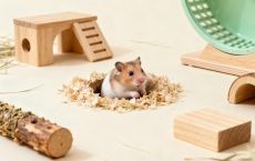 如何给仓鼠布置一个丰容乐园?垫料、玩具、跑轮选择