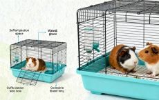 荷兰猪笼子需要多大?一只和两只的区别