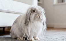 猫猫兔(安哥拉兔)的毛发有多长?打理是门技术活