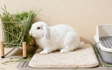 如何为兔子布置一个安全舒适的家?脚垫、厕所、草架