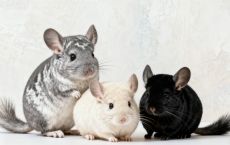 龙猫(毛丝鼠)颜色大全:标灰、银斑、丝绒黑、米色…