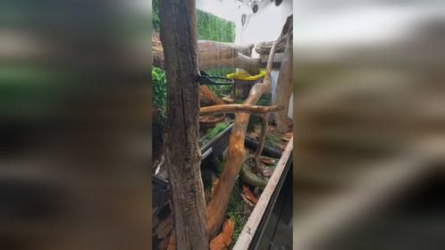 #雨林缸造景 #生态缸 #爬宠缸 #造景 #爬宠 #异宠