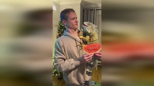 #爬爬 爱吃瓜，#爬宠 #异宠 #鬣蜥 #爬宠日常 #巨蜥