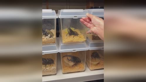 #沉浸式体验 #甲虫 工作室的一天#长戟大兜虫 #南洋大兜虫