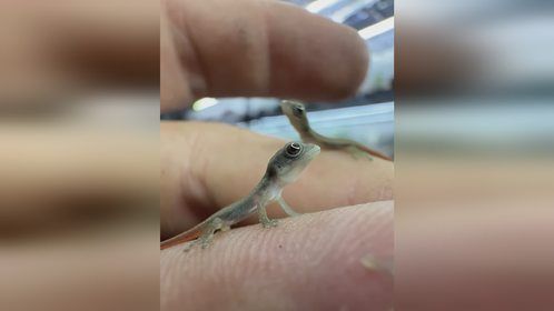 #爬宠 #异宠 #爬宠日常 #守宫 #微守宫