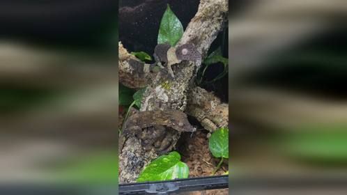 #爬宠 #异宠 #爬宠日常 #守宫 伪装大师#叶尾守宫