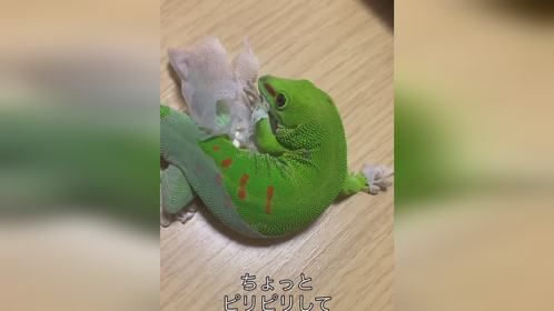 胖宝宝脱衣记。#爬宠 #异宠 #爬宠日常 #守宫 #日行守宫