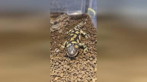 #爬宠 #异宠 #小宠 #爬宠日常 #蝾螈