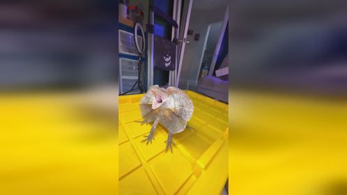 中间没玻璃，会不会真打？#爬宠 #异宠 #伞蜥 #树巨蜥