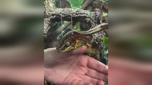 #爬宠 #异宠 #爬宠日常 #盖勾亚守宫 #魔物守宫 #守宫