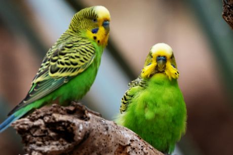 虎皮鹦鹉幼鸟怎么养