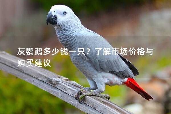 灰鹦鹉多少钱一只?了解市场价格与购买建议