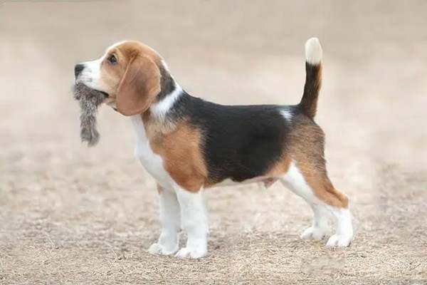 比格犬为什么被禁养 比格犬为什么不建议养