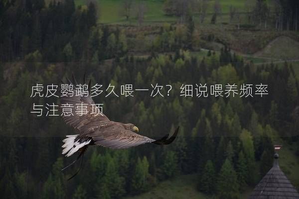 虎皮鹦鹉多久喂一次?细说喂养频率与注意事项